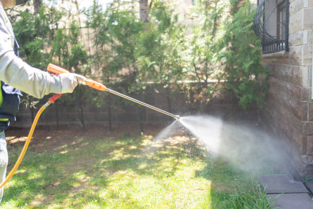 Wasp Removal Services in Citrus Park, AZ